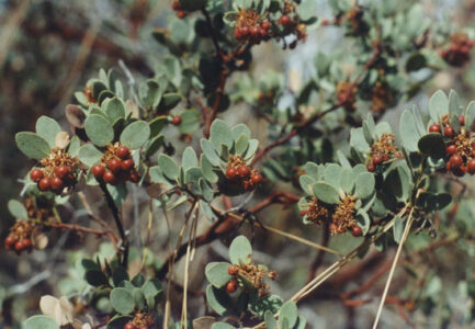 Guide to Wild Manzanita Image